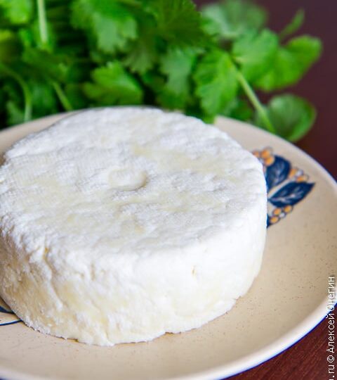 Свежий сыр панир