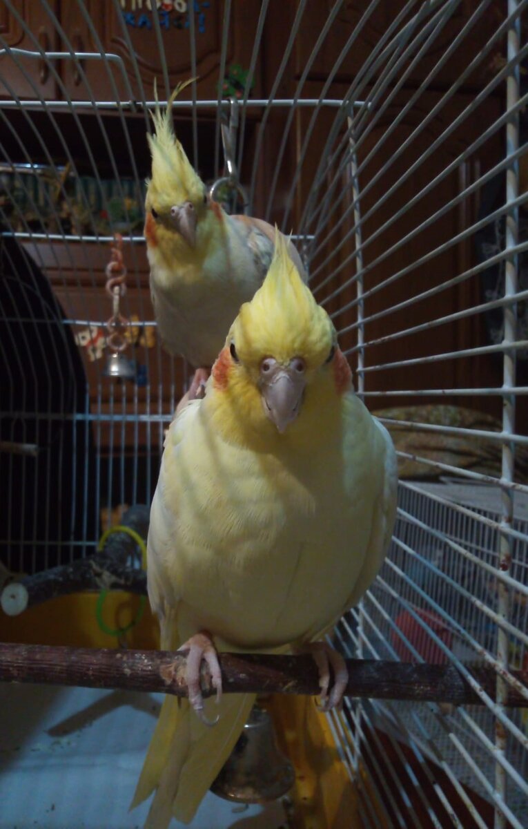 Пока другой красоты нет, поставлю свежее фото наших  красавицы. 