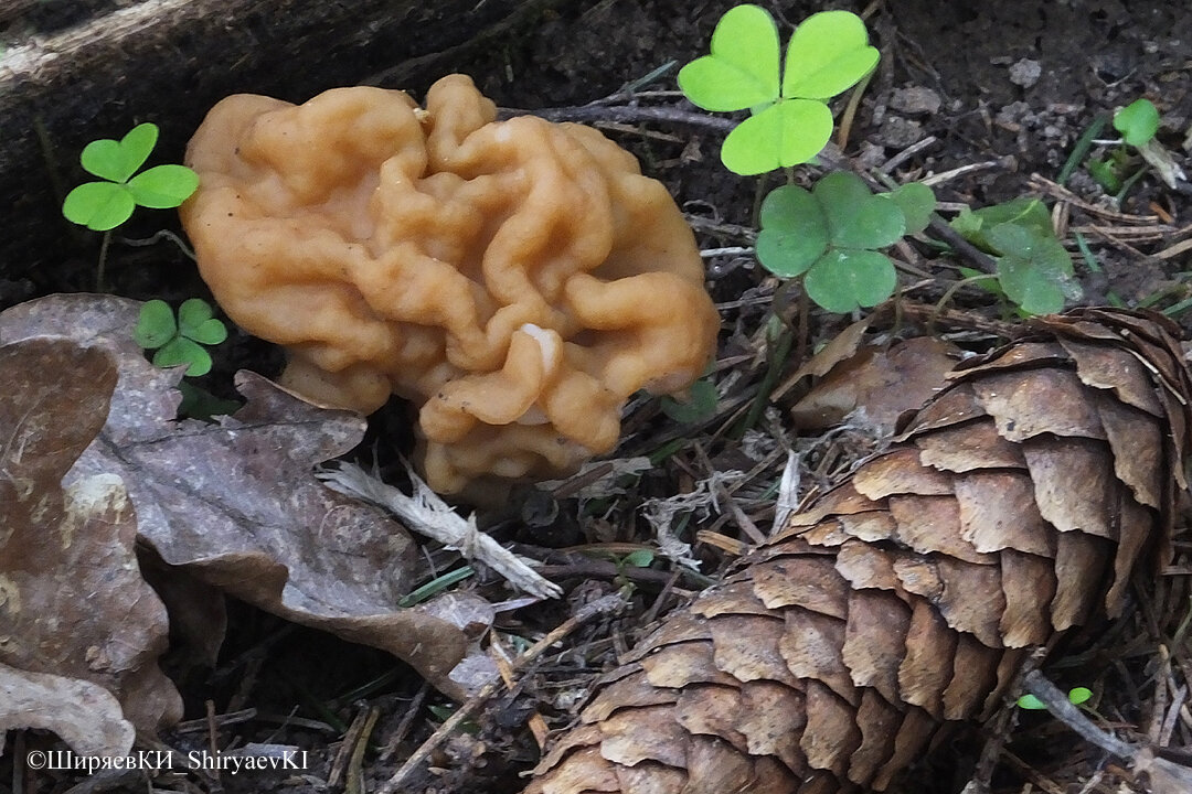 СТРОЧОК  ГИГАНТСКИЙ. Можно начинать грибную охоту.