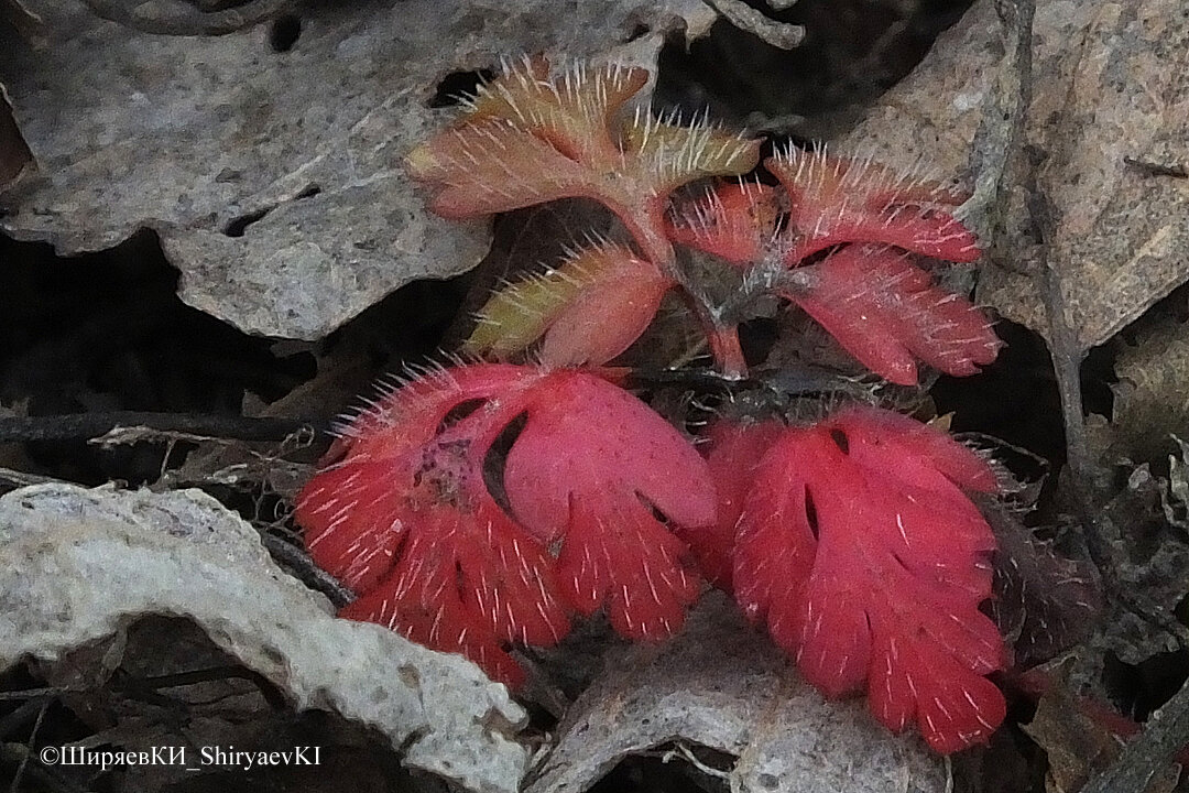 С моим, не очень хорошим зрением, пытаюсь фотографировать всё необычное. Пусть и не всегда вижу подробности. Дома на мониторе разберусь. На снимке тот самый случай. Что за растение не знаю, но привлекло цветом, а теперь непонятными волосками на листьях. Зачем фотографировал? А растение красивое.