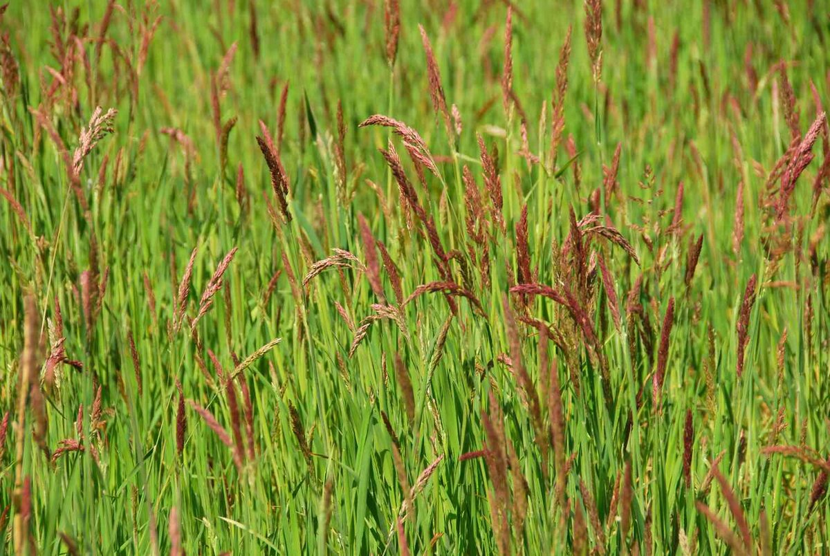 Овсяница красная как выглядит. Овсяница красная (Festuca rubra). Овсяница красная Луговая. Овсяница красная для газона. Овсяница красная красная.