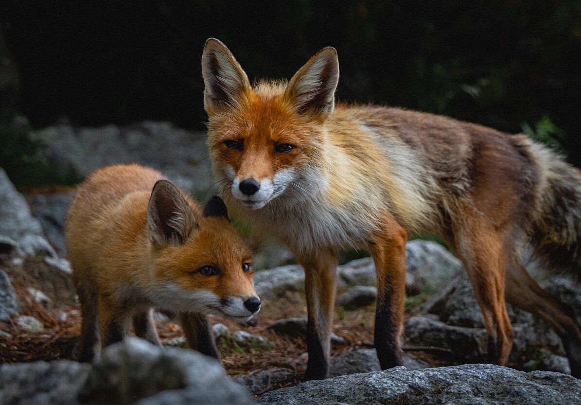    Лисиц в этот день строго запрещено обижать