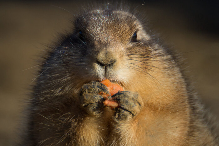 Боязнь крыс, мышей и бобров стала одной из самых обсуждаемых новостей в России в начале 2024 года / Фото: piqselscom