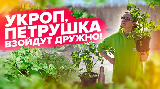 УКРОП, ПЕТРУШКА, БАЗИЛИК... ТАК ВЗОЙДУТ! Секреты посева зеленных культур #семенаалтая