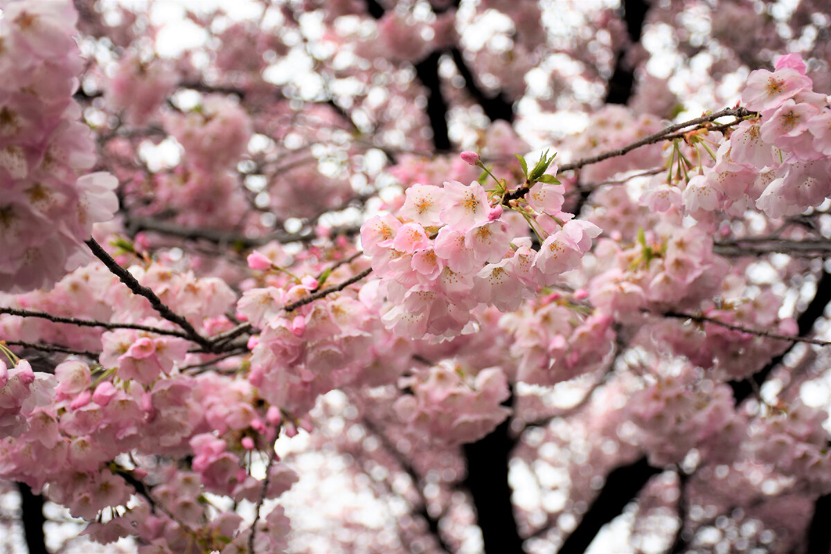 Цветущая сакура в парке Токио