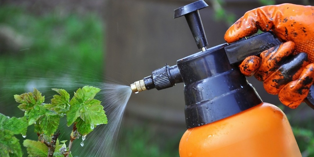 Защита смородины весной от болезней и всех видов вредителей. До лета успеем – сезон без проблем