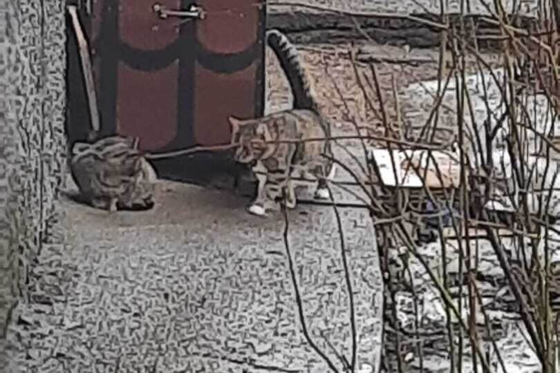 Как я приютил двух бездомных кошек. А вы любите животных?