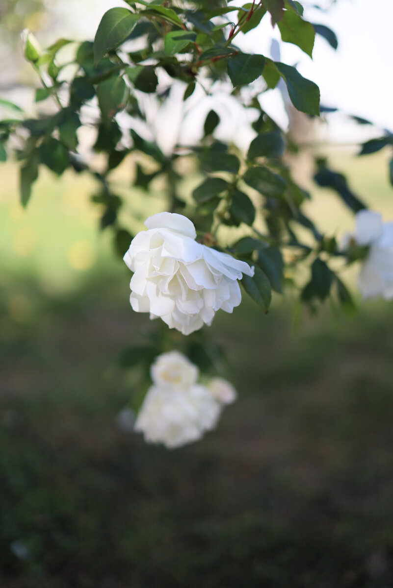 Резкие тени и засвеченый фон оправданы в некоторых портретах
