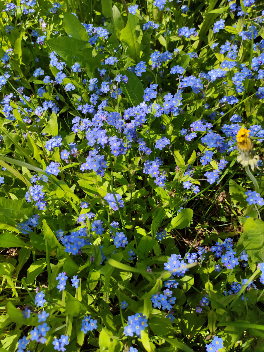 Незабудки растут у моего дома