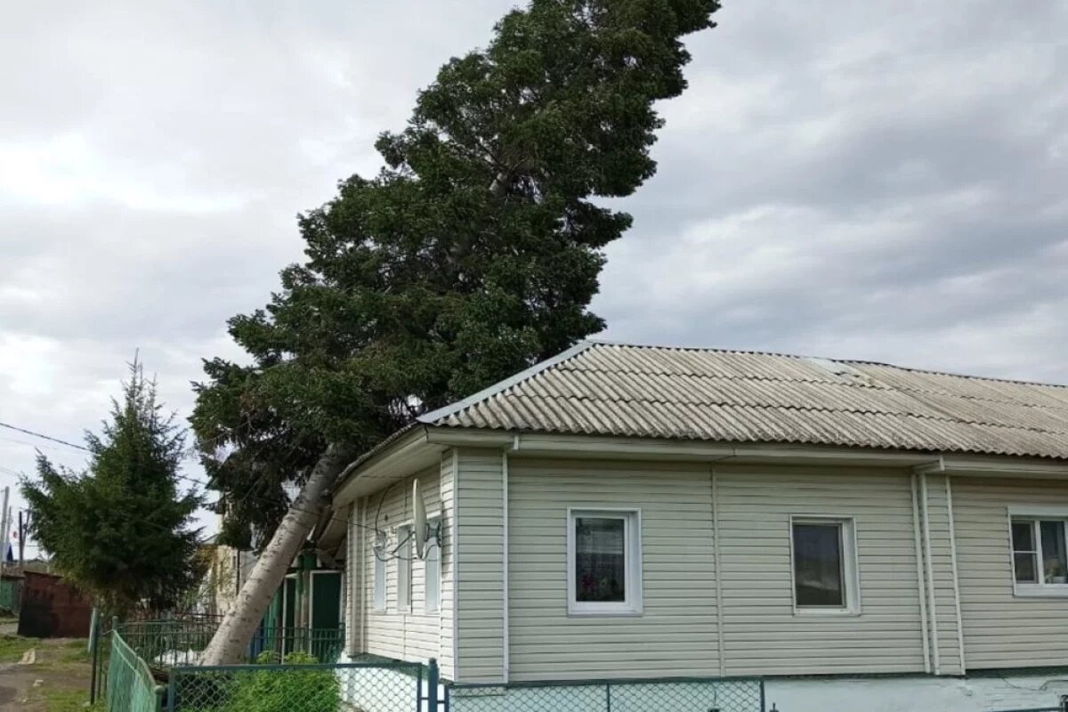    20-метровая пихта рухнула на жилой дом в Челябинской области