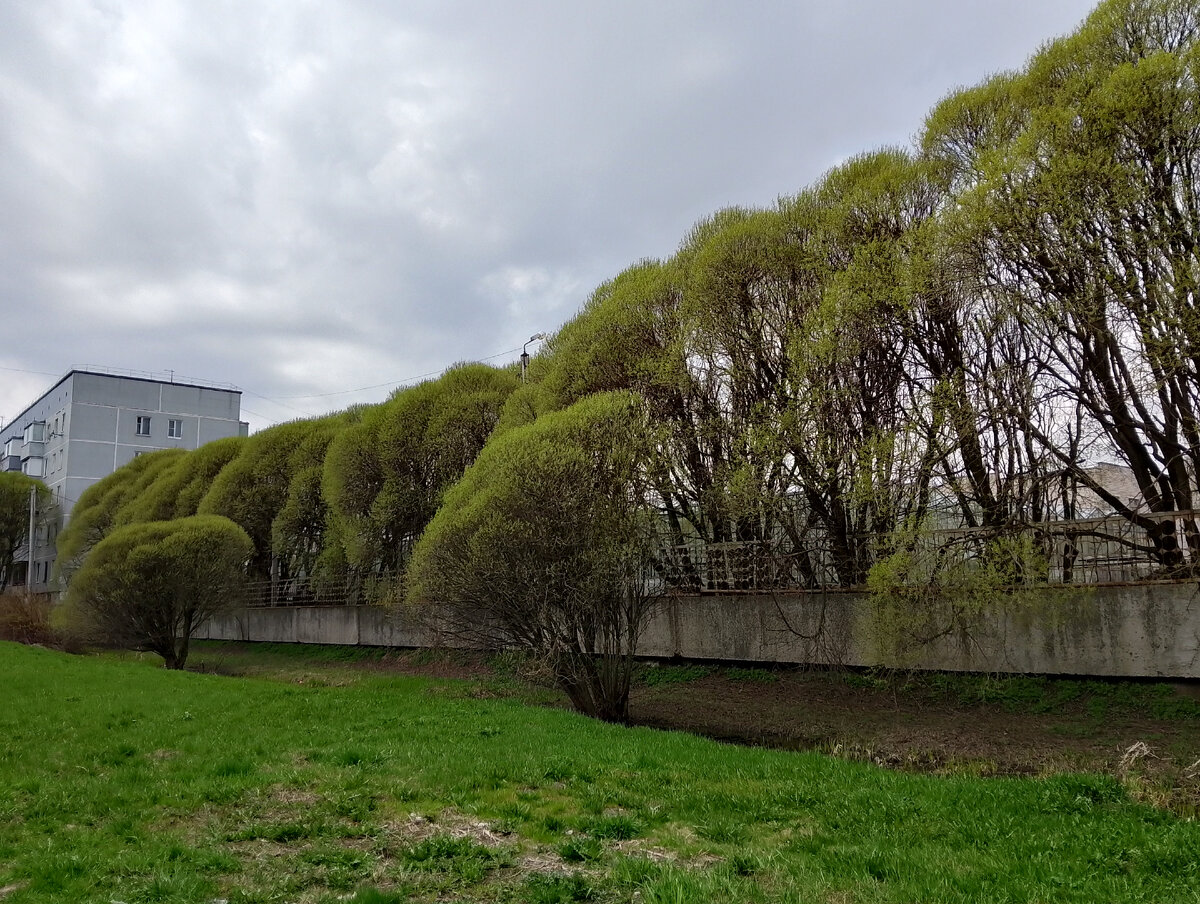 Уже заметна становится зелень, фото автора