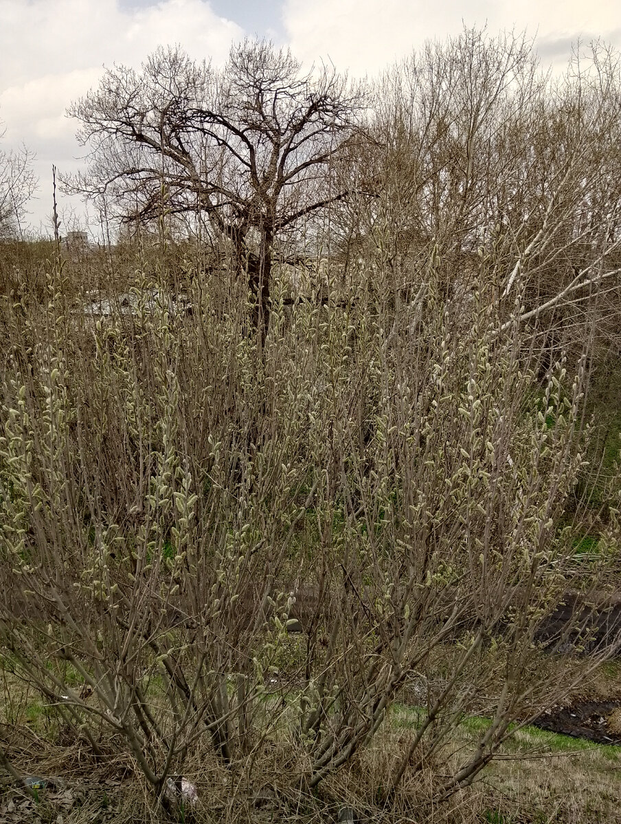 Вербушка, фото автора