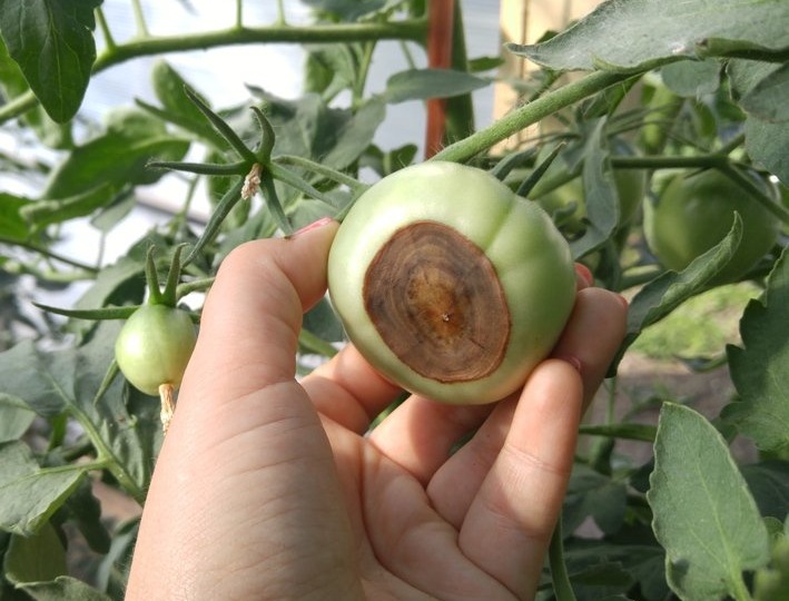 Спасаем томаты от вершинной гнили (жаль, что я раньше не следовала данным советам и теряла урожай)