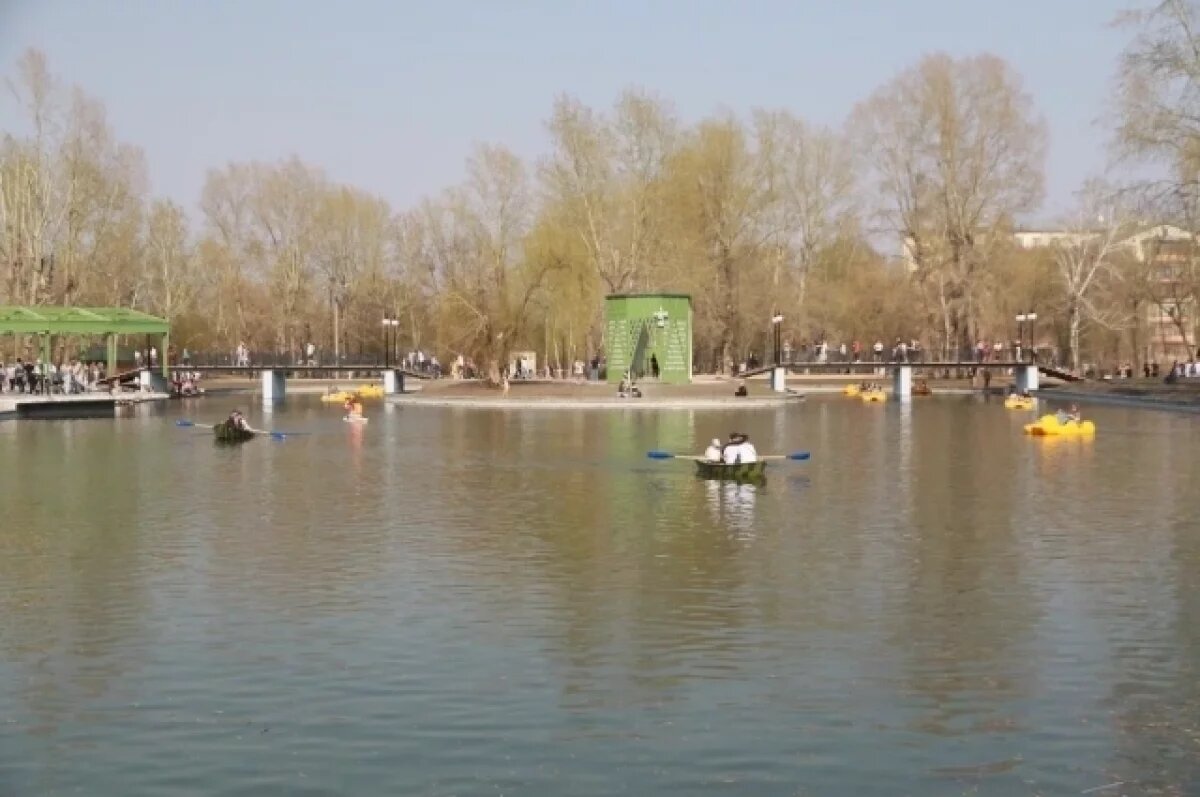    В барнаульском парке «Изумрудный» карпы в пруду обрадовались свежей воде