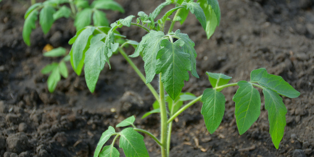 "Высаживаем томаты в грунт": проверенная подкормка, которую я кладу в лунку при посадке томатов, чтобы было много урожая