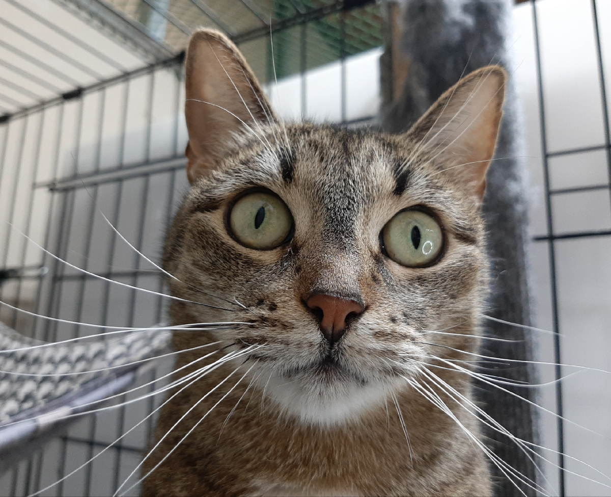 Наша 🚺 Валенсия в шоке от последних событий 😛📺🎥 и комментариев в Интернете. 🙈