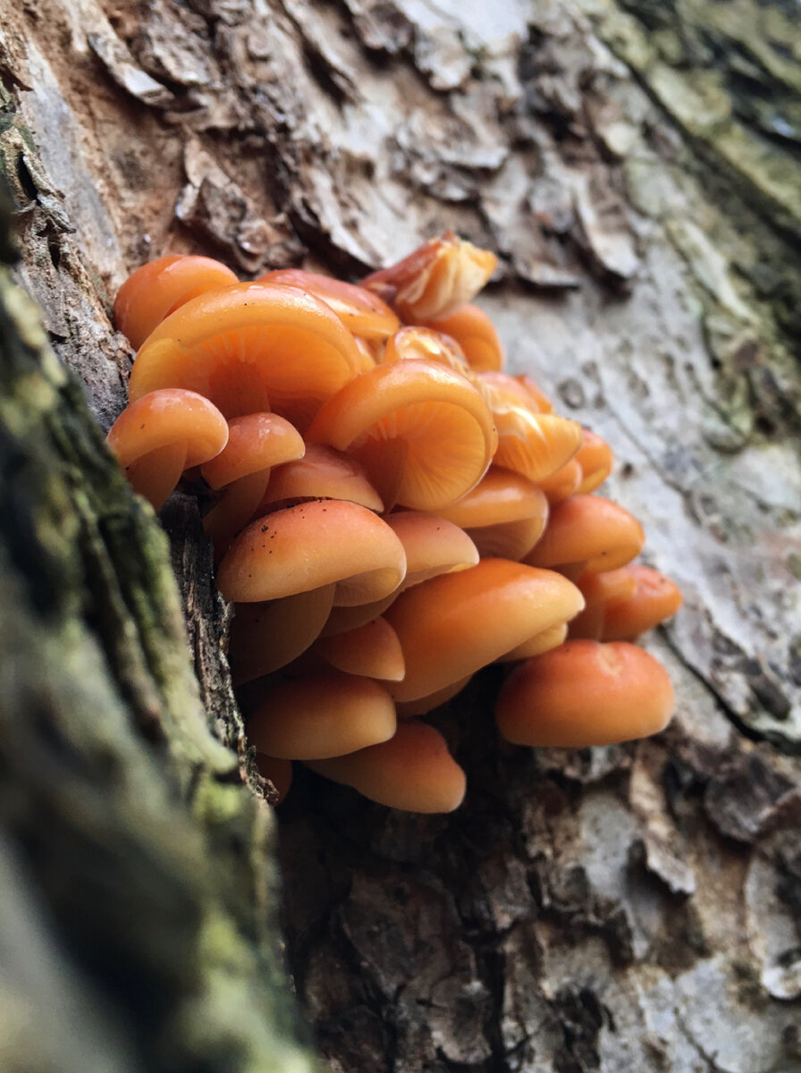 Не удивляйтесь, если найдёте свежую фламмулину