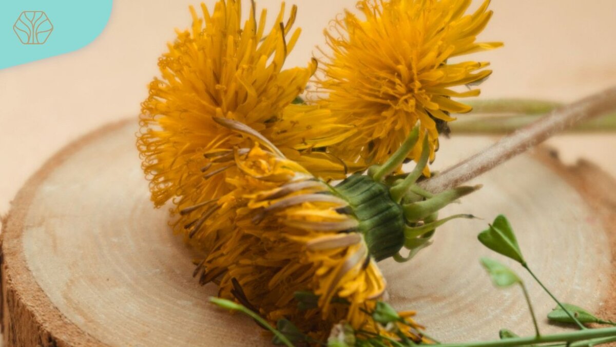  Одуванчик обладает также жаропонижающим и потогонным действием.