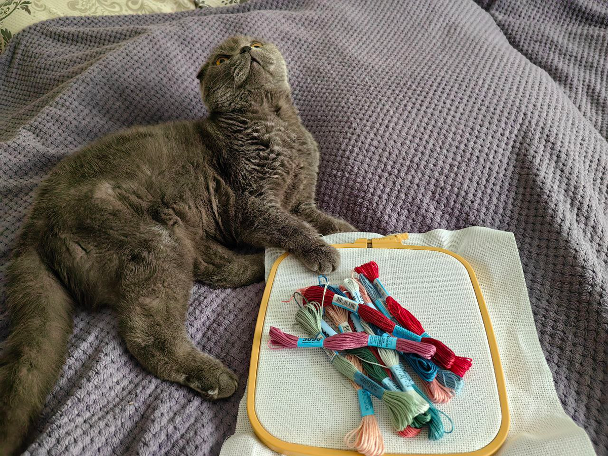 - Новая вышивка? Что? Опять? Остановите мою хозяйку!