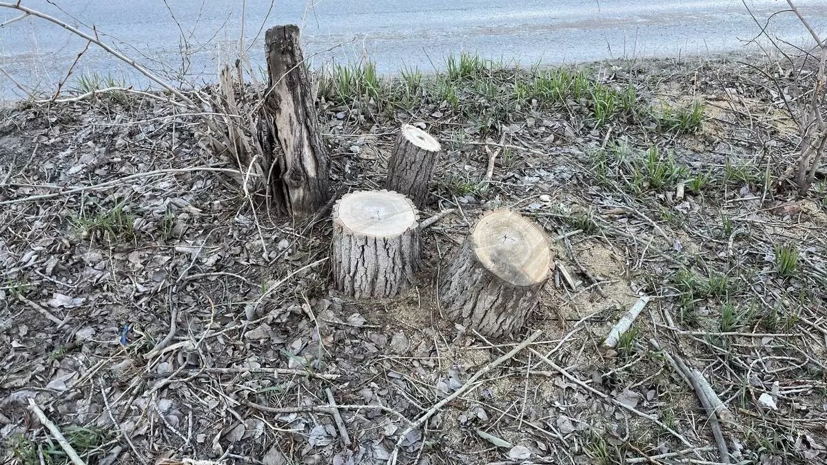     Источник: Город55