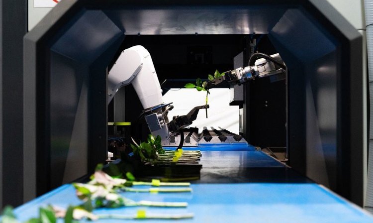    Робота-прививщика разработали в ответ на растущий глобальный спрос привитых саженцев