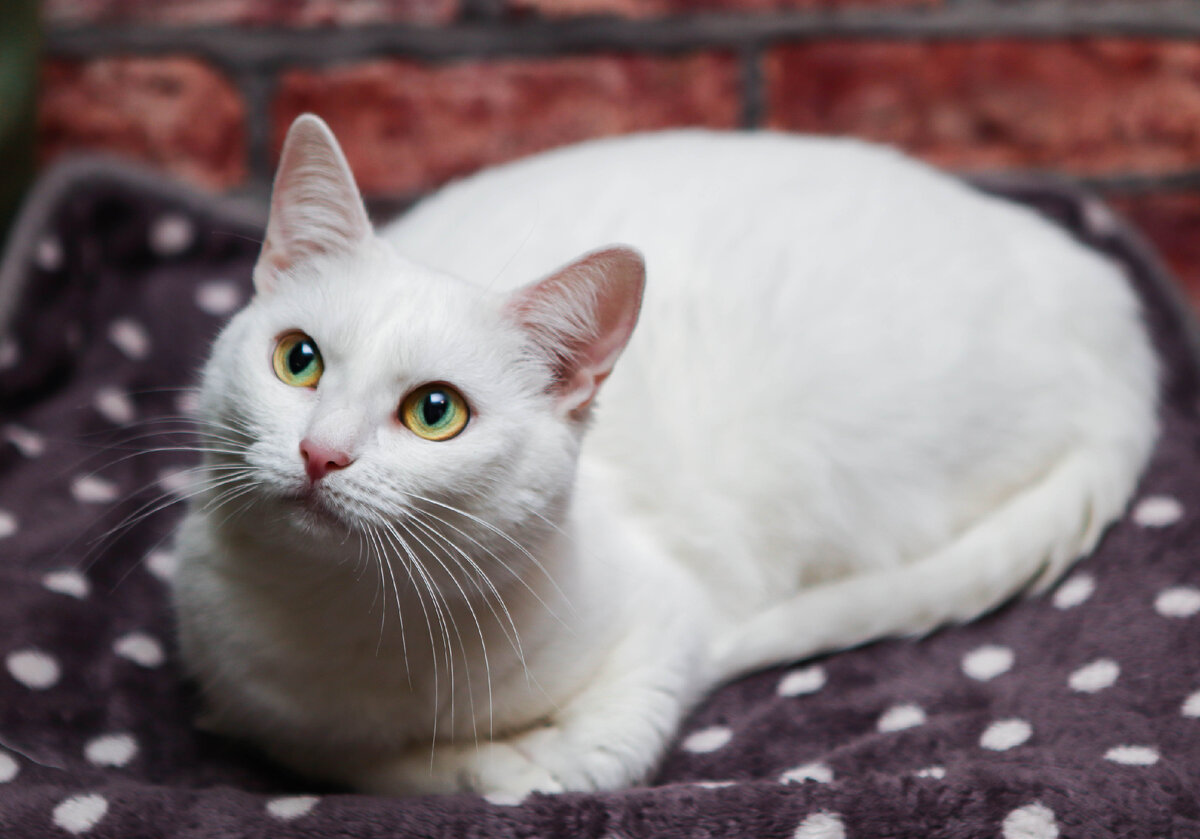 Да да и не спорьте, разве не так?