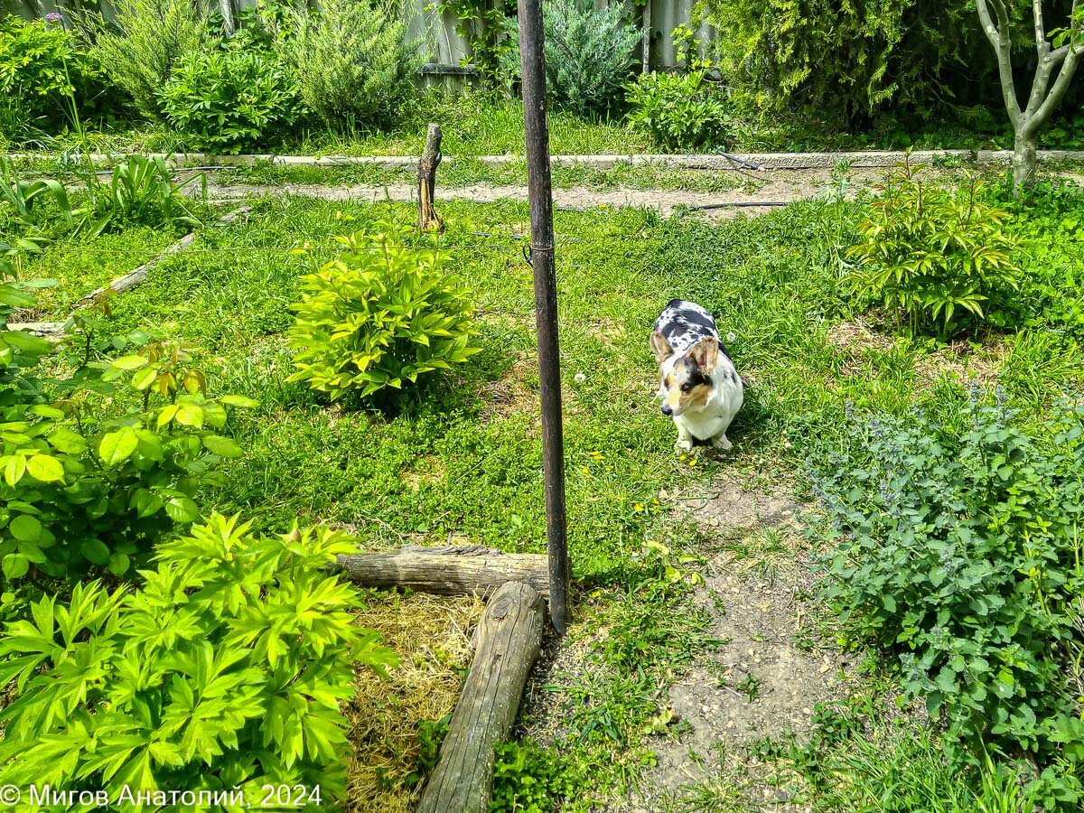 В левой части снимка виден огрызок ствола бывшего абрикоса.