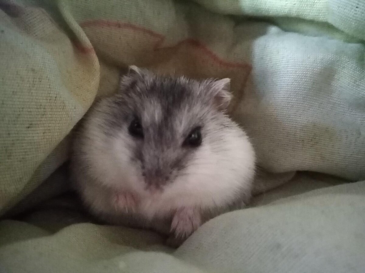 Хомячиха Милашка