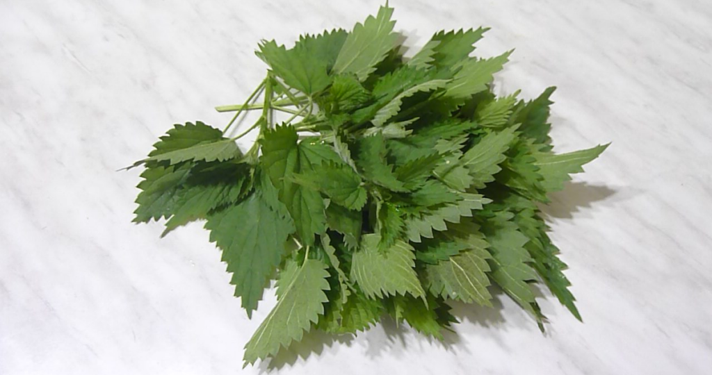 Рецепты с крапивой