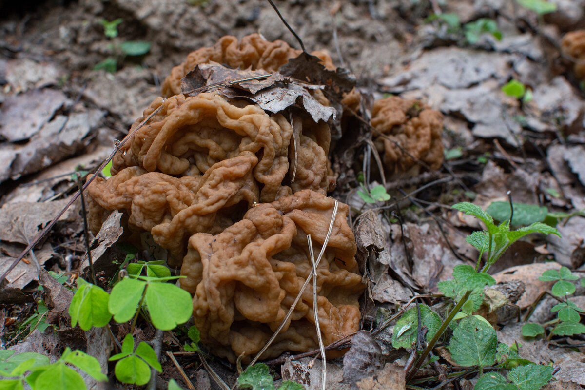 Чьи в лесу мозги? Строчок гигантский, Gyromitra gigas - или всё же грецкий орех?