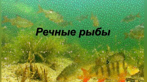 Речные рыбы