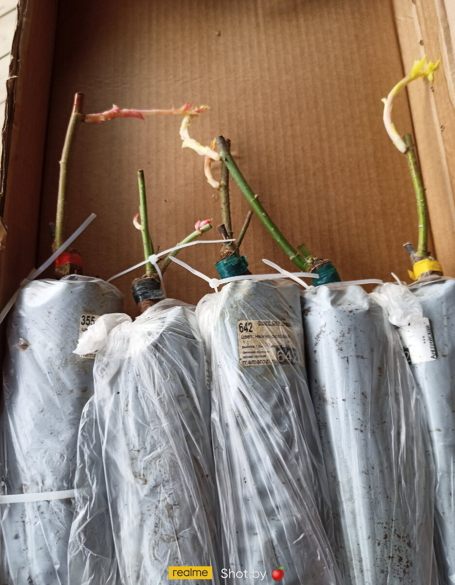 Вот так запакованы розы от Мама розы. 