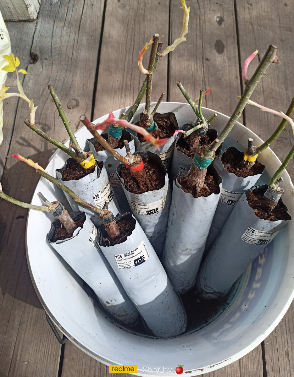 По-хорошему такие побеги надо выламывать, с них толку не будет никакого, роза только потратит силы. 🥺