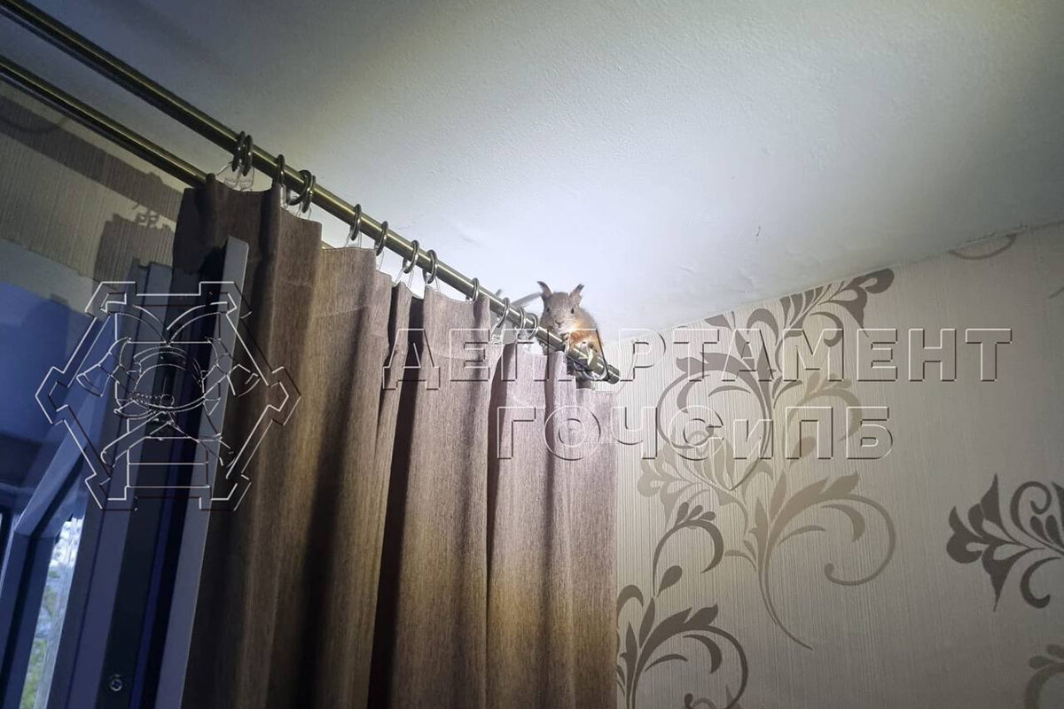    Пресс-служба департамента ГОЧСиПБ