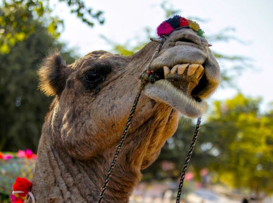 Верблюд показывает зубки. Фестиваль верблюдов в Пушкаре. Раджастхан. Индия. Фото автора.