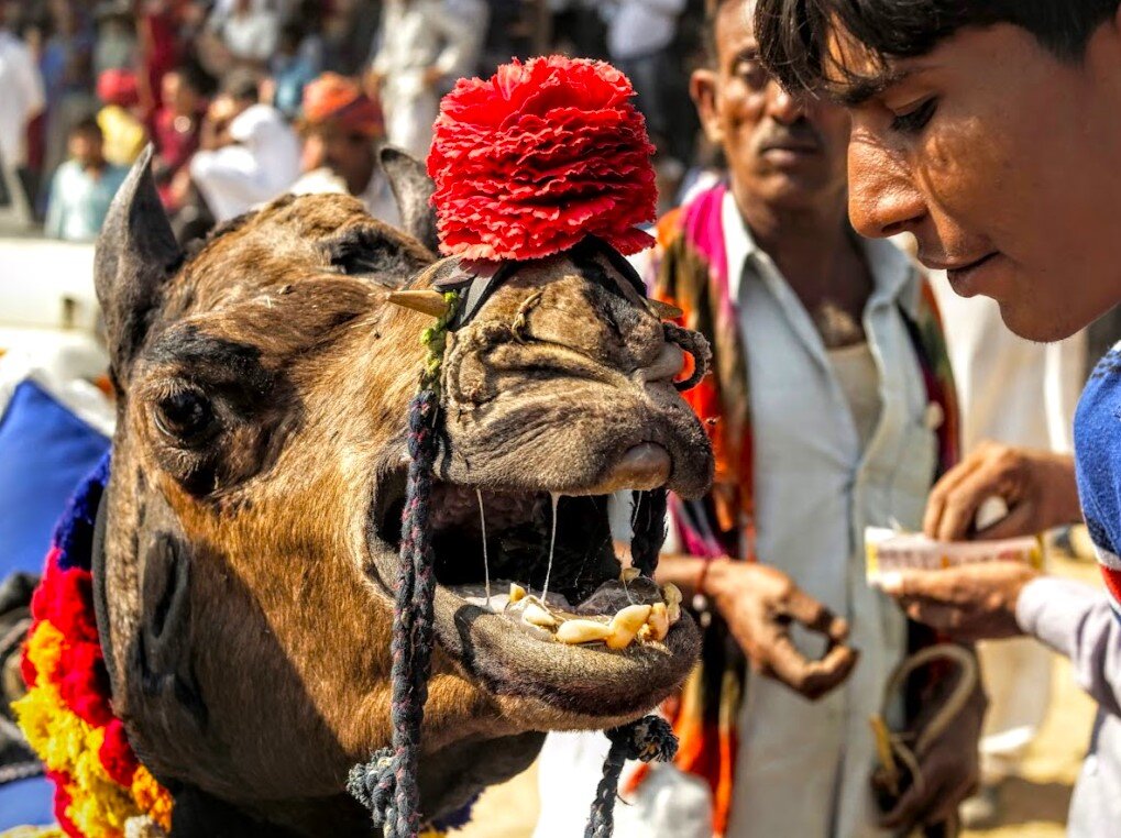 Верблюд. Индия. Штат Раджастхан. Город Пушкар. Фото автора.