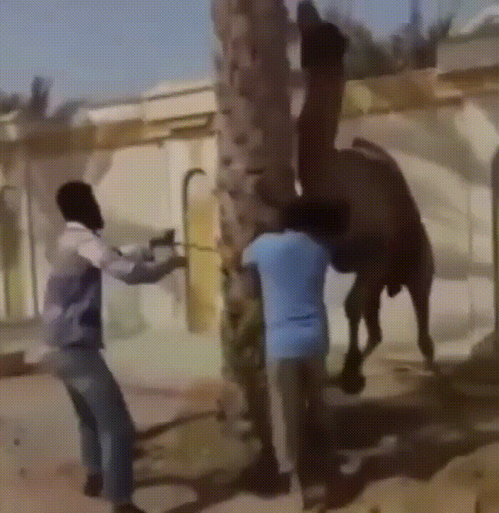 В конце мая 2016 года все информационные агентства мира сообщили о том, что в Индии, в штате Раджастхан, верблюд откусил голову своему хозяину.  Ну, как "откусил"?-7