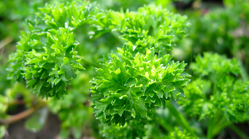 Если бы я раньше знал, что успех выращивания петрушки зависит от грамотного посева семян – я бы поступал по-другому. Теперь я сею именно так