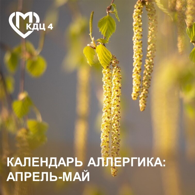 Цветение березы – грозы аллергиков - началось в Москве. Компанию в апреле-мае ей составляют клен, дуб, ясень, тополь, ива, вяз, осина. Во второй половине мая ждем цветения хвойных.