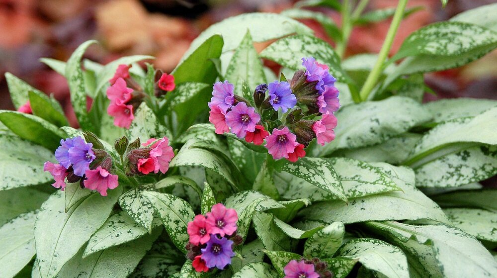 https://ya.ru/images/search?from=tabbar&img_url=https%3A%2F%2Fwww.denis-plants.com%2Fwp-content%2Fuploads%2F2021%2F10%2F1_Pulmonaria-Silver-Bouquet.jpg&lr=213&pos=1&rpt=simage&text=медуница%20растение