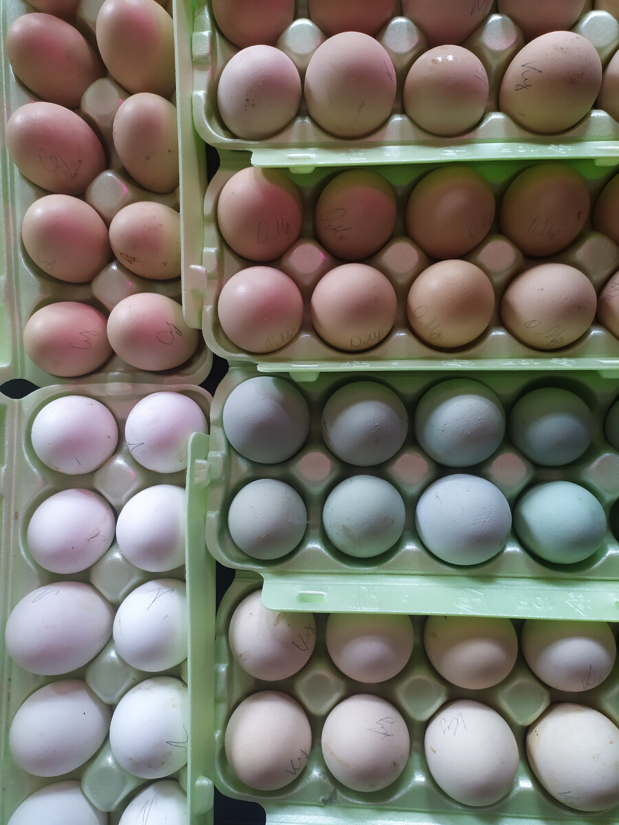 Инкубационное яйцо моих кур
