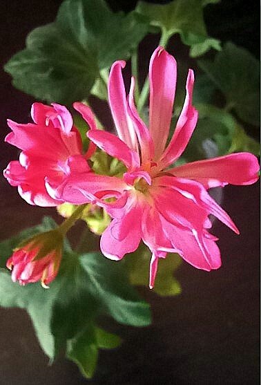 Ну как вам этот цветущий малыш? Уже видна "порода". И это ещё не все бутоны распустились!