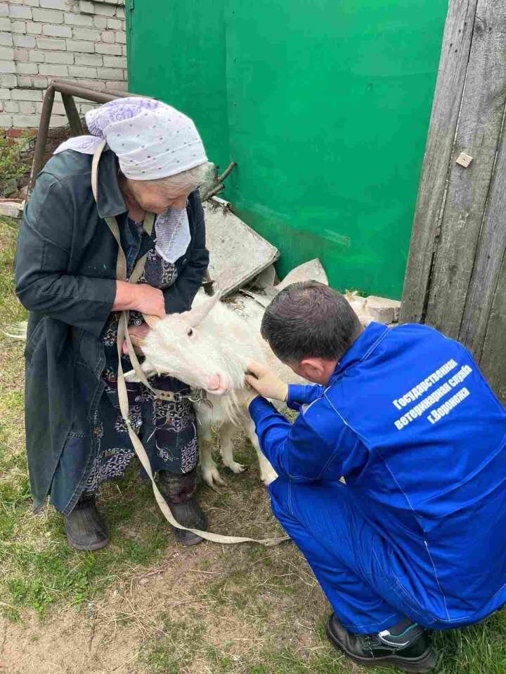 Ветеринарными услугами пользуются все больше воронежцев.