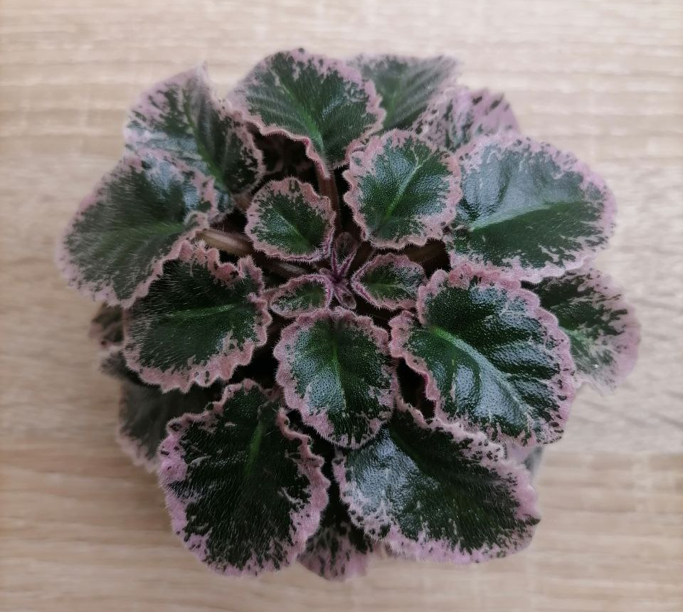 Pink Pizzazz (H. Pittman)