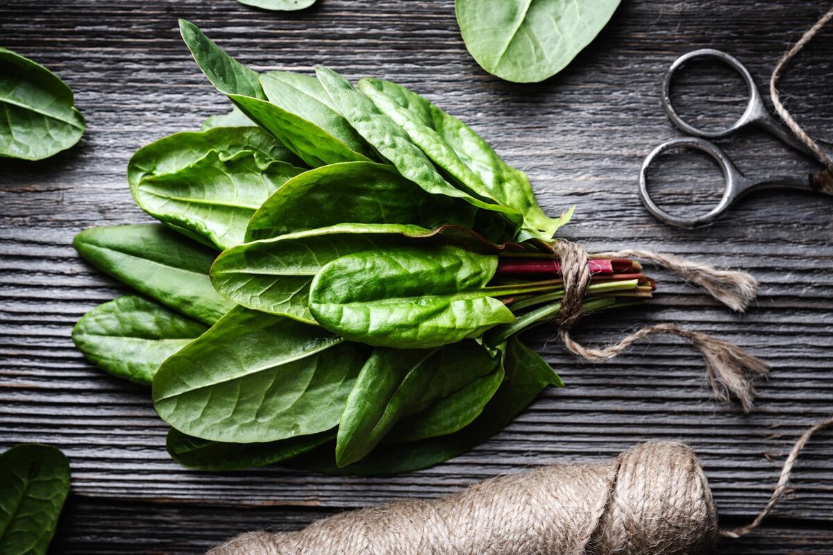 Smit/Shutterstock/Fotodom📷Собирать щавель лучше до начала цветения