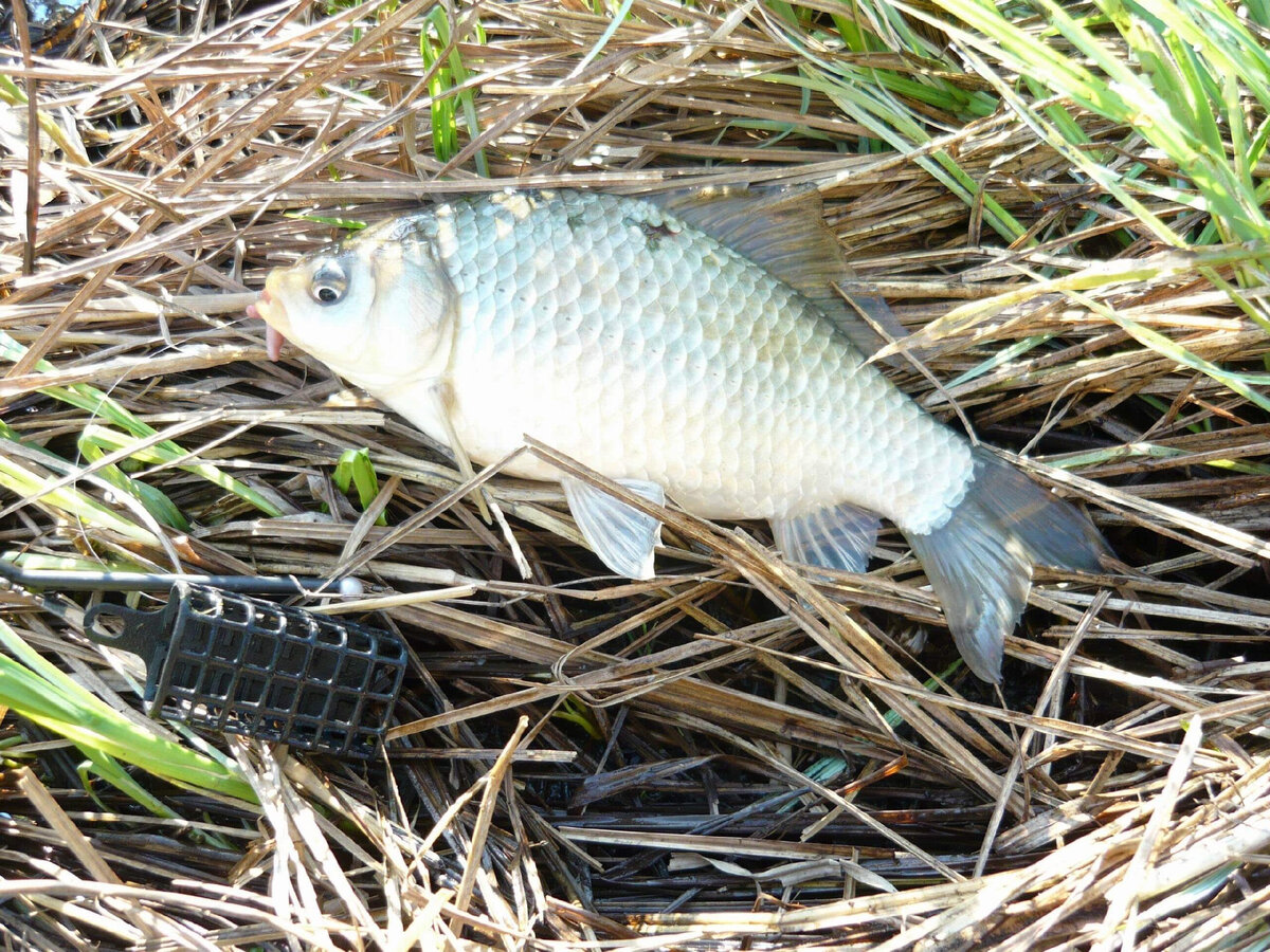 Наиболее частый трофей при ловле на фидер в этой локации.