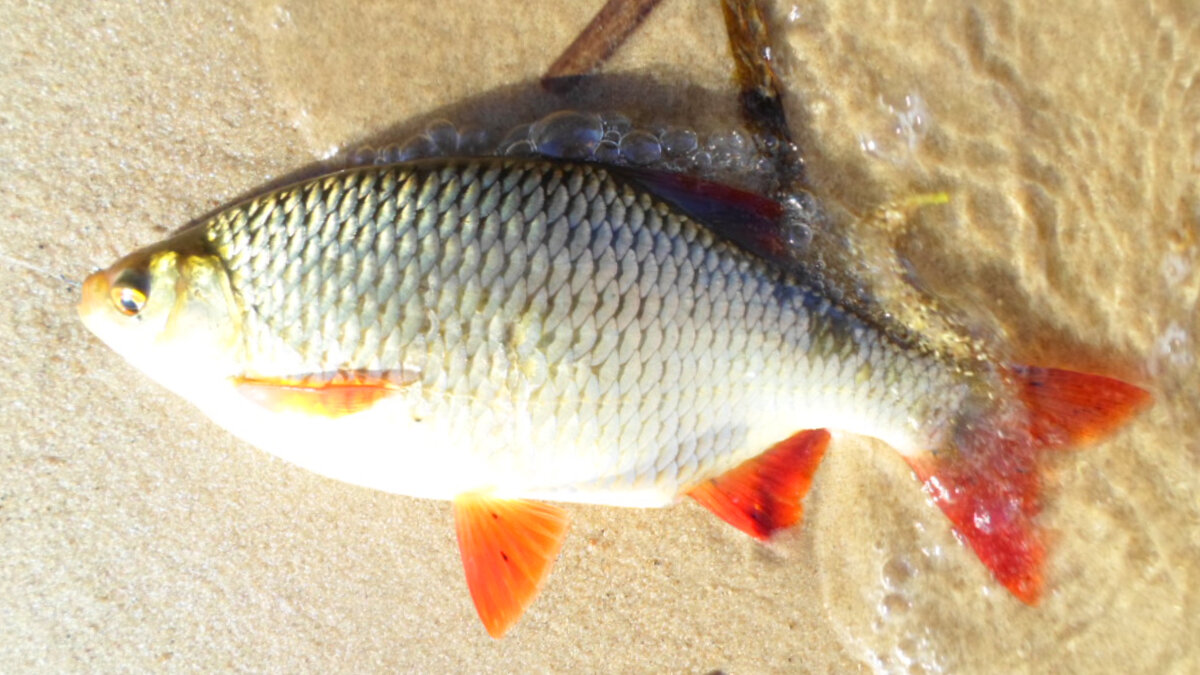 Красноперка была в прилове, но в основном плотва.