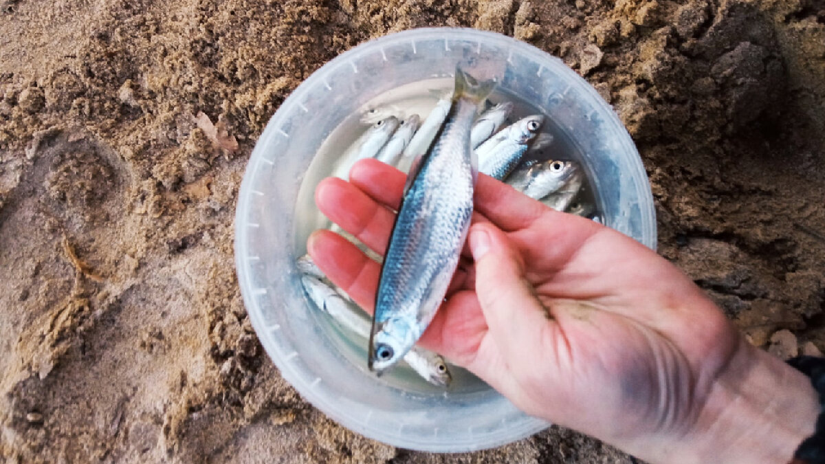 Уклейки уже наловил с берега. Полно