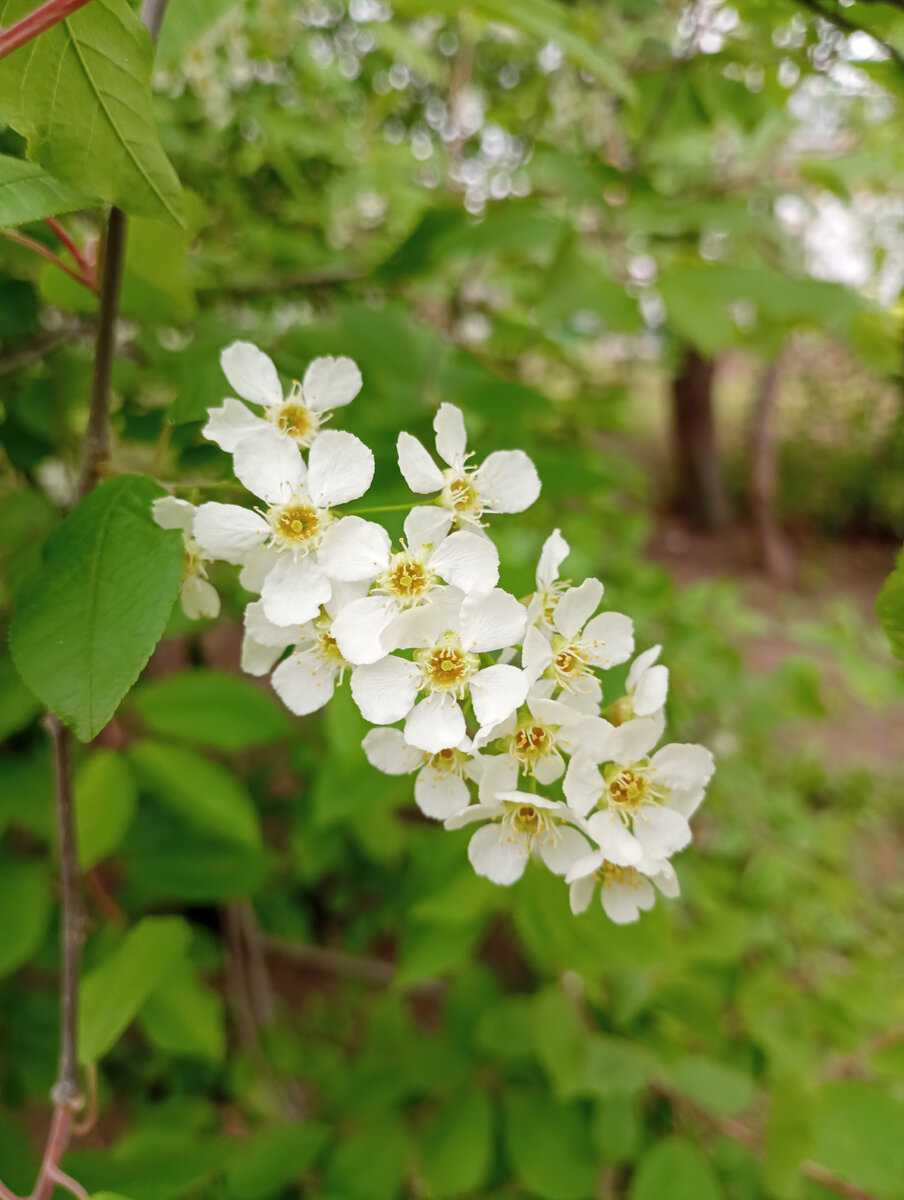 Не поняла с приметами! Черемуха цветет, а у нас жара!!!