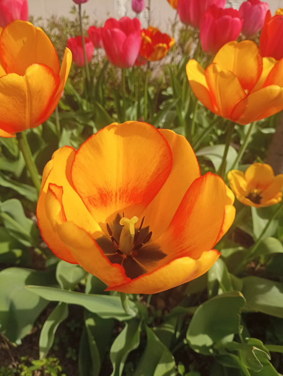 Смотрите, какие красавцы!